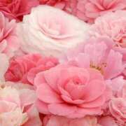 ヒメ日記 2025/03/07 05:26 投稿 富田琴葉 五十路マダムエクスプレス横浜店（カサブランカグループ）