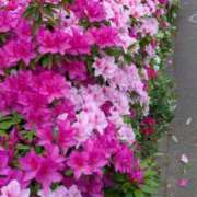 ヒメ日記 2025/04/27 05:50 投稿 富田琴葉 五十路マダムエクスプレス横浜店（カサブランカグループ）