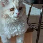 ヒメ日記 2025/06/18 05:56 投稿 富田琴葉 五十路マダムエクスプレス横浜店（カサブランカグループ）