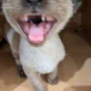 ヒメ日記 2025/09/05 15:50 投稿 富田琴葉 五十路マダムエクスプレス横浜店（カサブランカグループ）