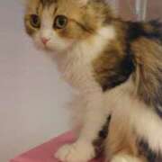 ヒメ日記 2025/09/11 10:12 投稿 富田琴葉 五十路マダムエクスプレス横浜店（カサブランカグループ）