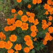 愛川友乃 こんばんは 五十路マダムエクスプレス横浜店（カサブランカグループ）