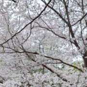 ヒメ日記 2025/05/14 14:23 投稿 れい リッチドールパート2梅田店