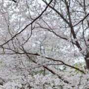 ヒメ日記 2025/05/14 14:35 投稿 れい リッチドールパート2梅田店