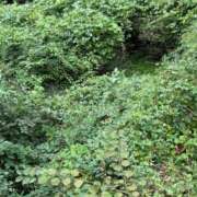 ヒメ日記 2025/08/07 22:35 投稿 れい リッチドールパート2梅田店