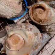 ヒメ日記 2025/08/10 20:36 投稿 れい リッチドールパート2梅田店