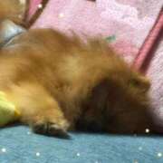 ヒメ日記 2026/03/30 00:35 投稿 れい リッチドールパート2梅田店