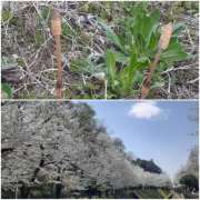 ヒメ日記 2025/04/05 21:41 投稿 ひろみ モアグループ川越人妻花壇