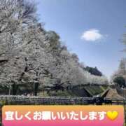 ヒメ日記 2025/04/11 09:45 投稿 ひろみ モアグループ川越人妻花壇