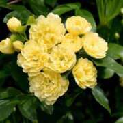 ヒメ日記 2025/04/15 14:14 投稿 ひろみ モアグループ川越人妻花壇