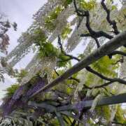 ヒメ日記 2025/04/30 23:30 投稿 ひろみ モアグループ川越人妻花壇