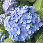 ヒメ日記 2025/05/06 11:25 投稿 ひろみ モアグループ川越人妻花壇