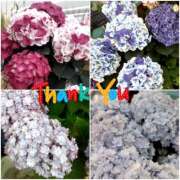 ヒメ日記 2025/05/16 20:51 投稿 ひろみ モアグループ川越人妻花壇