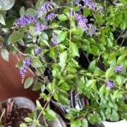 ヒメ日記 2025/07/07 16:06 投稿 ひろみ モアグループ川越人妻花壇