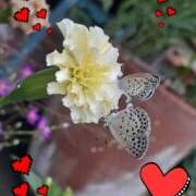 ヒメ日記 2025/09/04 22:50 投稿 ひろみ モアグループ川越人妻花壇