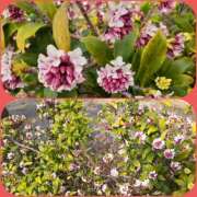 ヒメ日記 2026/02/28 15:13 投稿 ひろみ モアグループ川越人妻花壇