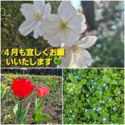 ヒメ日記 2026/04/01 11:51 投稿 ひろみ モアグループ川越人妻花壇