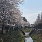 ヒメ日記 2026/04/05 13:46 投稿 ひろみ モアグループ川越人妻花壇