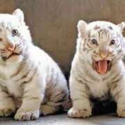 ヒメ日記 2025/02/19 21:03 投稿 いちご 錦糸町ちゃんこ