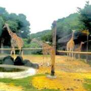 ヒメ日記 2025/07/31 17:07 投稿 きりん ビギナーズ神戸