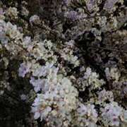 ヒメ日記 2025/04/21 14:30 投稿 夜宵(やよい) 熟女の風俗最終章　鶯谷店