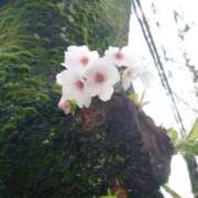 ヒメ日記 2026/04/07 20:56 投稿 夜宵(やよい) 熟女の風俗最終章　鶯谷店