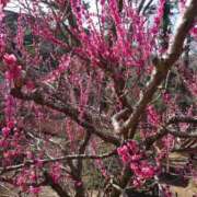 ヒメ日記 2025/02/22 15:32 投稿 西畑多希 五十路マダムエクスプレス横浜店（カサブランカグループ）