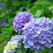 ヒメ日記 2025/06/14 15:50 投稿 足立梨子 五十路マダムエクスプレス横浜店（カサブランカグループ）