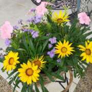 ヒメ日記 2025/05/11 13:48 投稿 かなめ 奥鉄オクテツ奈良