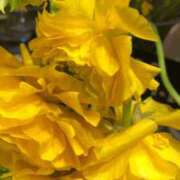 三山ひとみ お礼です 五十路マダムエクスプレス横浜店（カサブランカグループ）