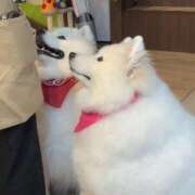 ヒメ日記 2025/08/10 09:01 投稿 愛(I)を力にカエテ グッドスマイル