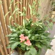 ヒメ日記 2025/08/05 21:39 投稿 せいこ 鹿児島ちゃんこ 薩摩川内店