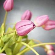 ヒメ日記 2025/08/05 22:12 投稿 せいこ 鹿児島ちゃんこ 薩摩川内店