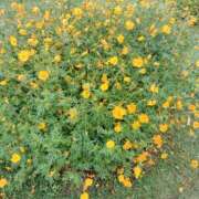 ヒメ日記 2025/10/23 22:21 投稿 せいこ 鹿児島ちゃんこ 薩摩川内店