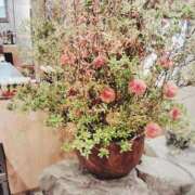 ヒメ日記 2025/10/26 21:09 投稿 せいこ 鹿児島ちゃんこ 薩摩川内店