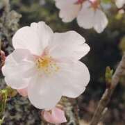 ヒメ日記 2026/03/27 13:32 投稿 せいこ 鹿児島ちゃんこ 薩摩川内店