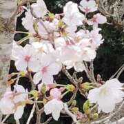 ヒメ日記 2026/03/27 21:47 投稿 せいこ 鹿児島ちゃんこ 薩摩川内店