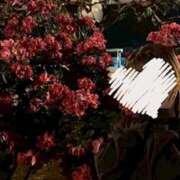 ヒメ日記 2025/07/10 10:04 投稿 ひなの 上野ハンドメイド