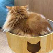 ヒメ日記 2026/09/02 00:25 投稿 ひなの 上野ハンドメイド
