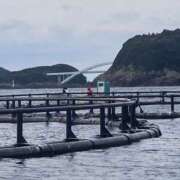 ヒメ日記 2024/12/30 23:39 投稿 植村はるみ 一夜妻