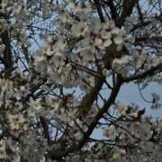 ヒメ日記 2025/04/07 11:39 投稿 植村はるみ 一夜妻