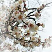 ヒメ日記 2026/02/18 11:39 投稿 植村はるみ 一夜妻