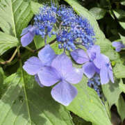 ヒメ日記 2025/06/15 21:45 投稿 ふうか 奥鉄オクテツ東京店（デリヘル市場）