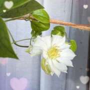 ヒメ日記 2025/06/22 08:20 投稿 ふうか 奥鉄オクテツ東京店（デリヘル市場）