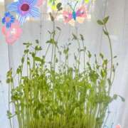 ヒメ日記 2026/01/27 11:40 投稿 ふうか 奥鉄オクテツ東京店（デリヘル市場）