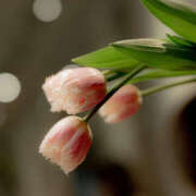 ヒメ日記 2026/02/03 10:55 投稿 ふうか 奥鉄オクテツ東京店（デリヘル市場）