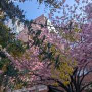 ヒメ日記 2026/03/18 10:15 投稿 佐藤 おふくろ