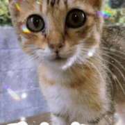 ヒメ日記 2024/12/10 20:43 投稿 月丘 光莉 30代40代50代と遊ぶなら博多人妻専科24時