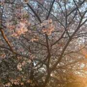 ヒメ日記 2025/04/12 22:55 投稿 月丘 光莉 30代40代50代と遊ぶなら博多人妻専科24時