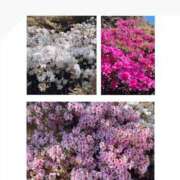 ヒメ日記 2025/05/05 20:40 投稿 月丘 光莉 30代40代50代と遊ぶなら博多人妻専科24時